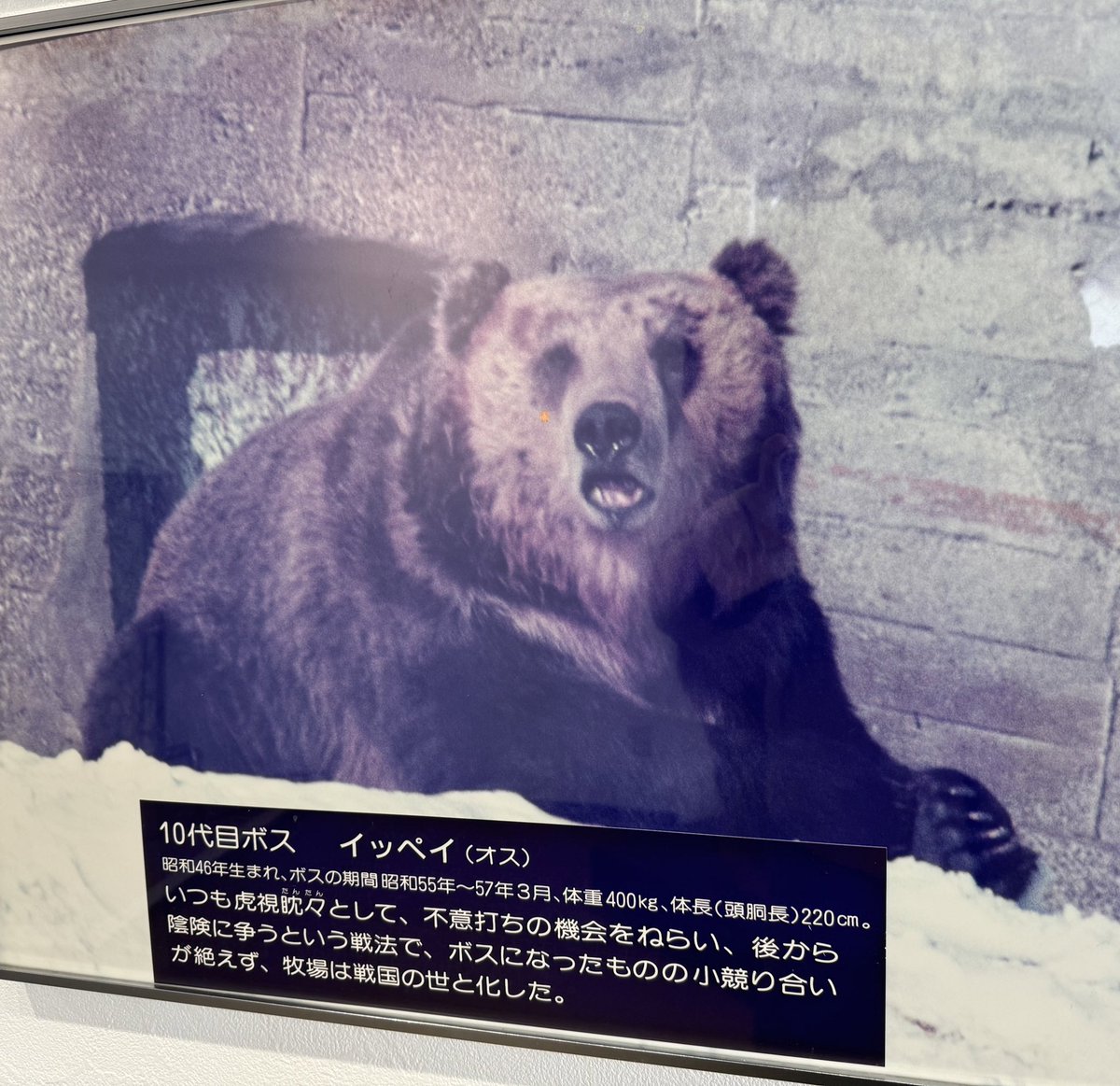 tetsuto_w's tweet photo. のぼりべつクマ牧場、物語があり過ぎる https://t.co/eUSQYUeLRc