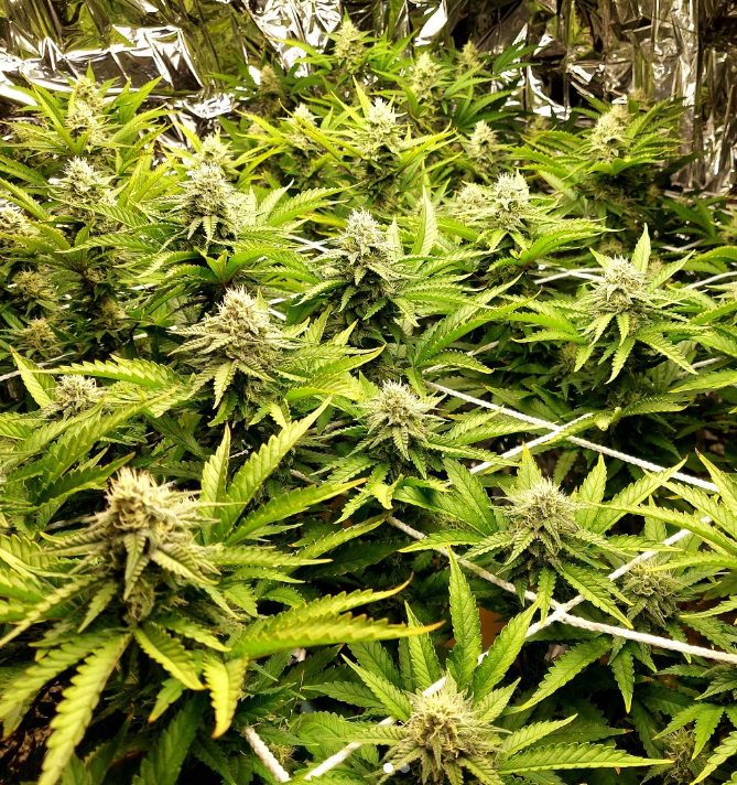 crop_house's tweet photo. Cherry Bomb in a ScrOG (Screen of Green) setup.

What are your go to training techniques?

#crophouse #cherrybomb #growyourown #scrog #training #cannabisthailand https://t.co/8MQnQEeOMg