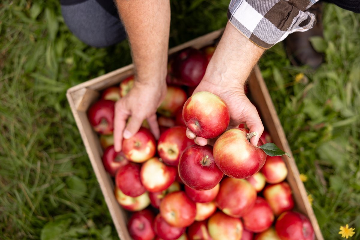kofola's tweet image. Pragerovy #sady už jsou oficiálně naše. 🌳🍏 Transakce byla dokončena v polovině ledna, ale už na podzim pomáhali naši zaměstnanci v sadech s loňskou sklizní. V listopadu jsme pak společně se zkušenými sadaři vysadili nové jablečné odrůdy, ideální pro #cider. Pokud vše dobře…