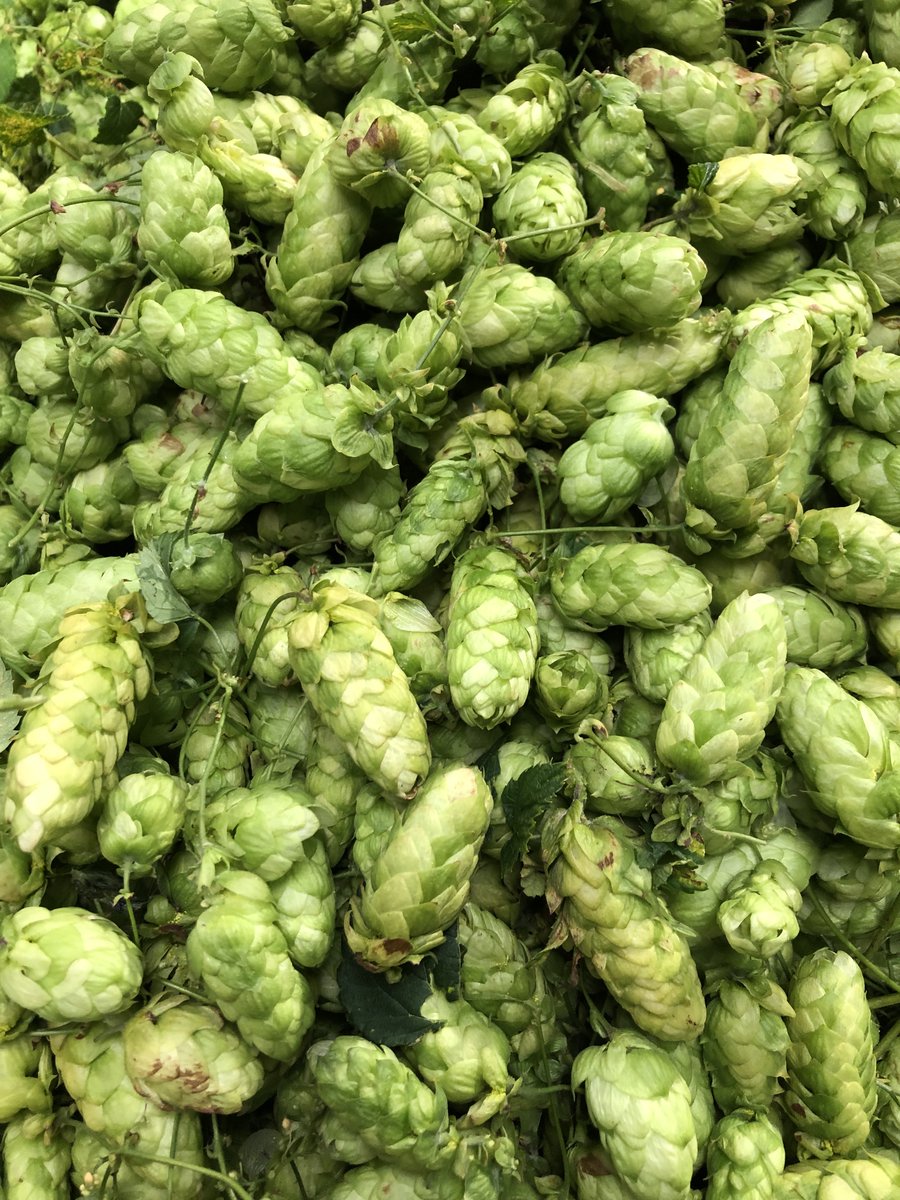 Today's #hopflavour is Jester - bringing fresh notes to your brews. Unlock hints of tropical and citrus delights, with this aroma hop! 🍍🍺 Buy Here: stocksfarm.net/shop/hop-varie… #freshfromfarm #homebrewhops #homebrewing