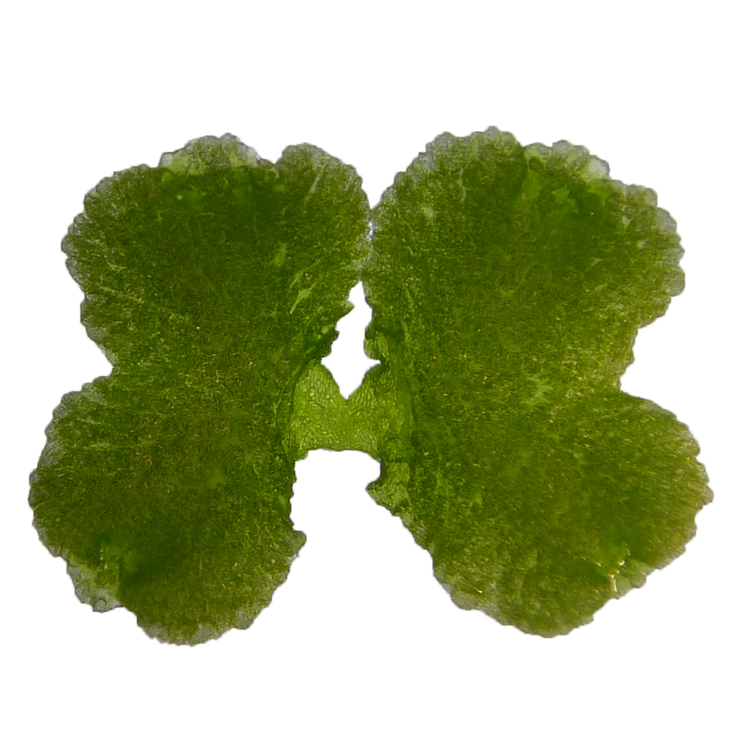 Hugues Renault (@huguesrenault.bsky.social) tweet media