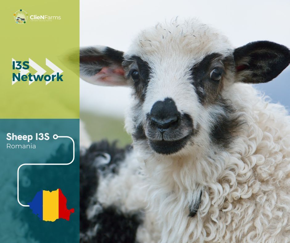 🐑 🐑 The #sheep I3S objective is to suggest nutritional recommendations for better use of dietary carbohydrates and nitrogen (relating to the #GHG & #N emissions / losses) & farm management (grazing, manure, energy, etc.). More available here 👉 buff.ly/3ZwilZ0