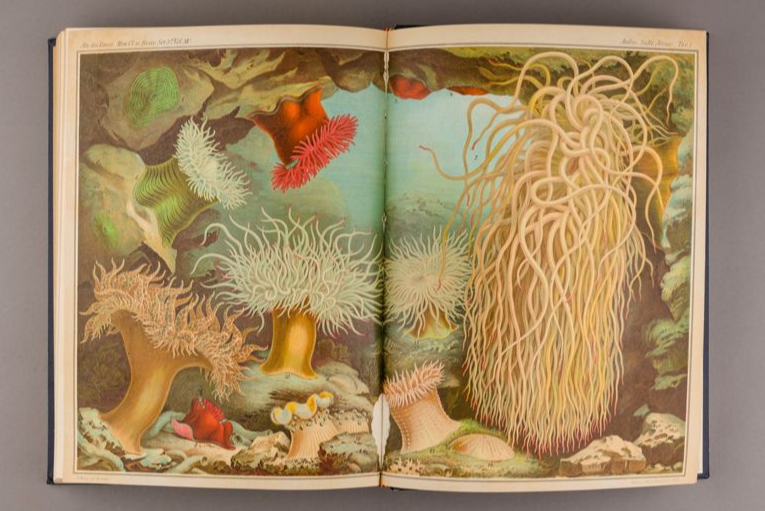 MCNBbiblioteca's tweet photo. 😍Mireu quines anemones de mar🪸
✍️Il·lustració al #LlibreAnticMCNB "Le Attinie: monografia" (Leipzig, 1884)
👉https://t.co/f7RnoT4OT6
📙Llibre-e disponible!
#MuseuObert https://t.co/4F3yos59bF