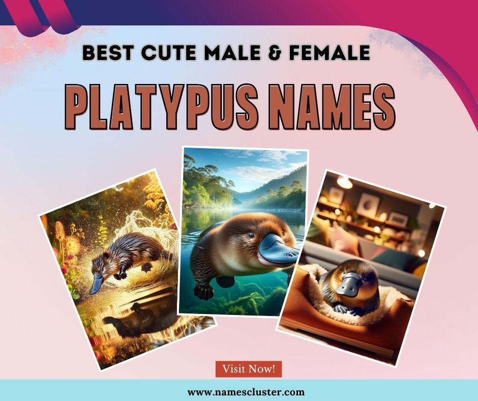 namescluster's tweet image. 𝐁𝐞𝐬𝐭 𝐂𝐮𝐭𝐞 𝐌𝐚𝐥𝐞 𝐅𝐞𝐦𝐚𝐥𝐞 𝐀𝐧𝐝 𝐆𝐨𝐨𝐝 𝐏𝐥𝐚𝐭𝐲𝐩𝐮𝐬 𝐍𝐚𝐦𝐞𝐬
The platypus, a unique Australian creature, belongs to the order of monotremes, laying eggs unlike other mammals.
𝐕𝐢𝐬𝐢𝐭 𝐍𝐨𝐰:namescluster.com/platypus-names/

#animalnames #petnames #petlovers