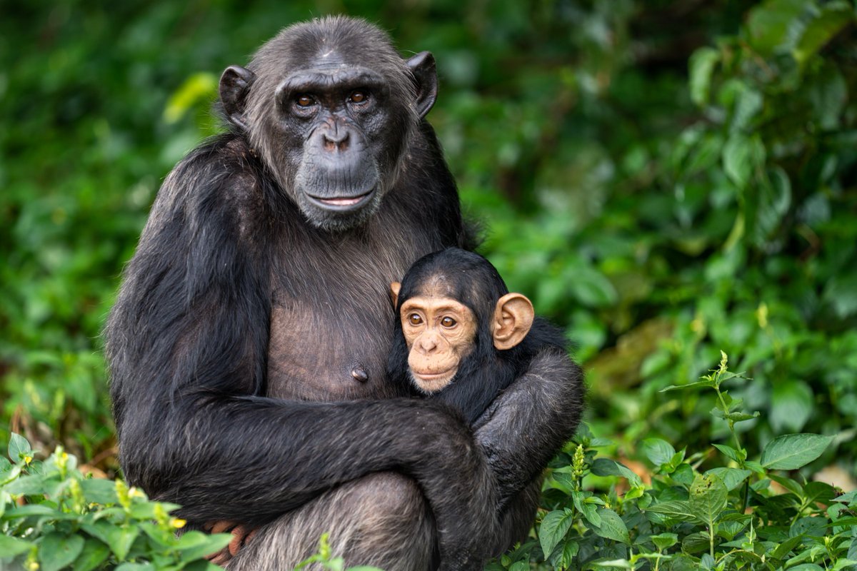 Calsaarsafaris's tweet photo. Immerse yourself in the allure of Uganda's beauty and consider our services for an unforgettable experience. 

Delegates, Let the beauty of this nation captivate your soul and complement the success of the #NAMSummitUg2024 
Visit https://t.co/WViGATfPvn
#ExploreUganda #Tourism https://t.co/r7qWoPaQD4