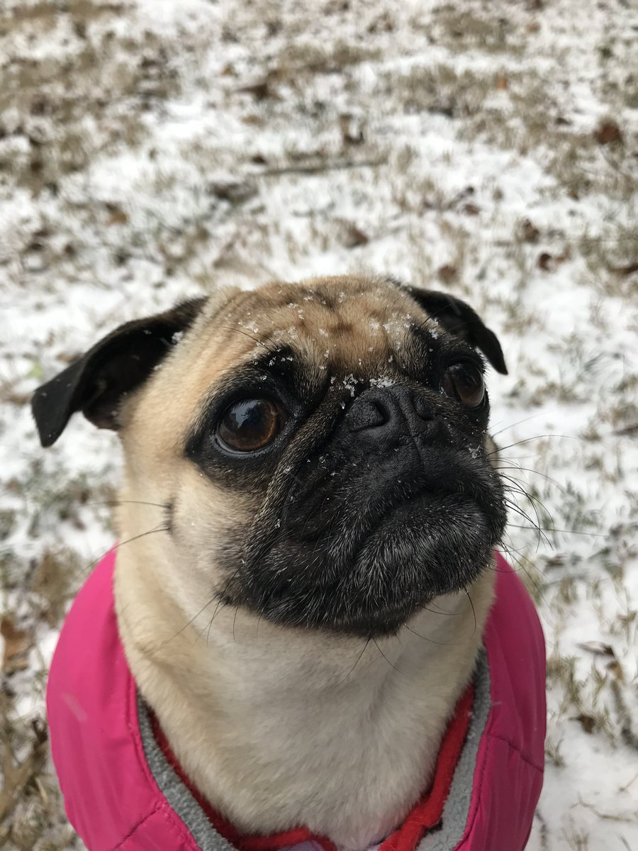 junekimpark's tweet photo. OKAY BUT LOOK AT MY PUG https://t.co/3uYdtRKdns