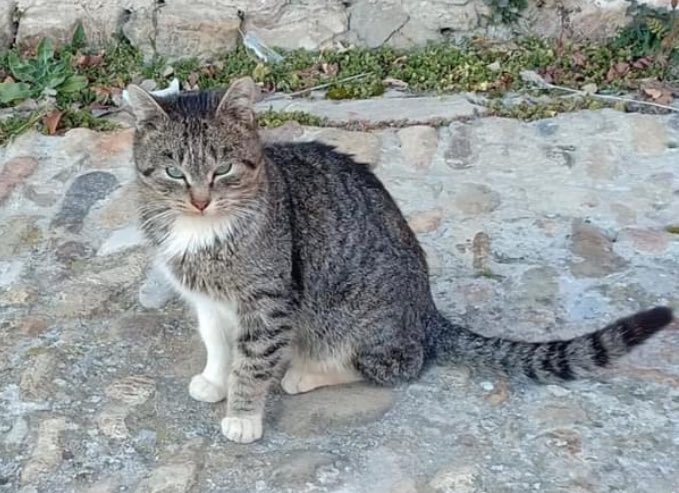 Proyecto Cañada tweet media