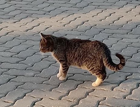 Proyecto Cañada tweet media