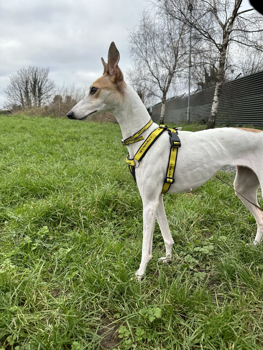 Elegant lady Summer out for an afternoon stroll. How cute are her ears?

We’re in love! 😍

Find out more about her here: dogstrust.ie/rehoming/dogs/…

#SummerLoving #AdoptADog