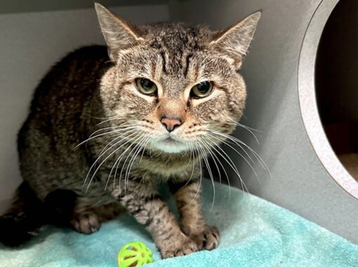 🆘🆘 for Mr. Franklin 12 yo 🆘🆘 Senior Alert in Manhattan ACC 🔥💔😿 Mr. franklin was not neutered by his owner who also kept his (one) litter box in a closet, and then has the temerity to complain of 'inappropriate elimination' while dumping this sweet senior at the kill…