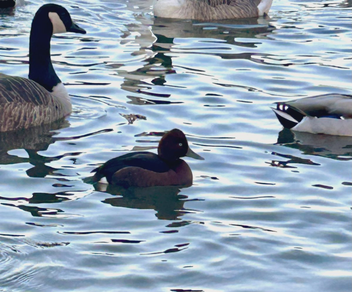 Negative sign of yesterdays Ferruginous Duck on Jubilee pond, Wanstead this morning (FYI - photo taken with iPhone). A quality addition to my patch list (158) and 1st site record for Wanstead - well done @tharris0457 #londonbirds