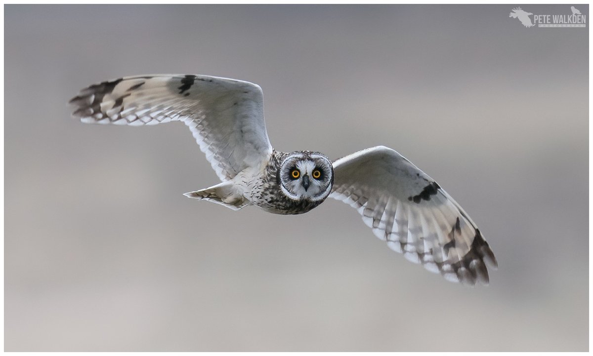 Crowdfunder to buy satellite tags to help understand the enigmatic short-eared owl. Details ⬇️⬇️ raptorpersecutionuk.org/2024/01/17/cro… 📸@PeteWalkden1973