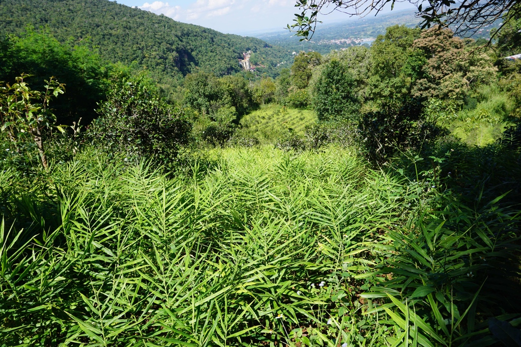 The Lost Tea Company tweet media