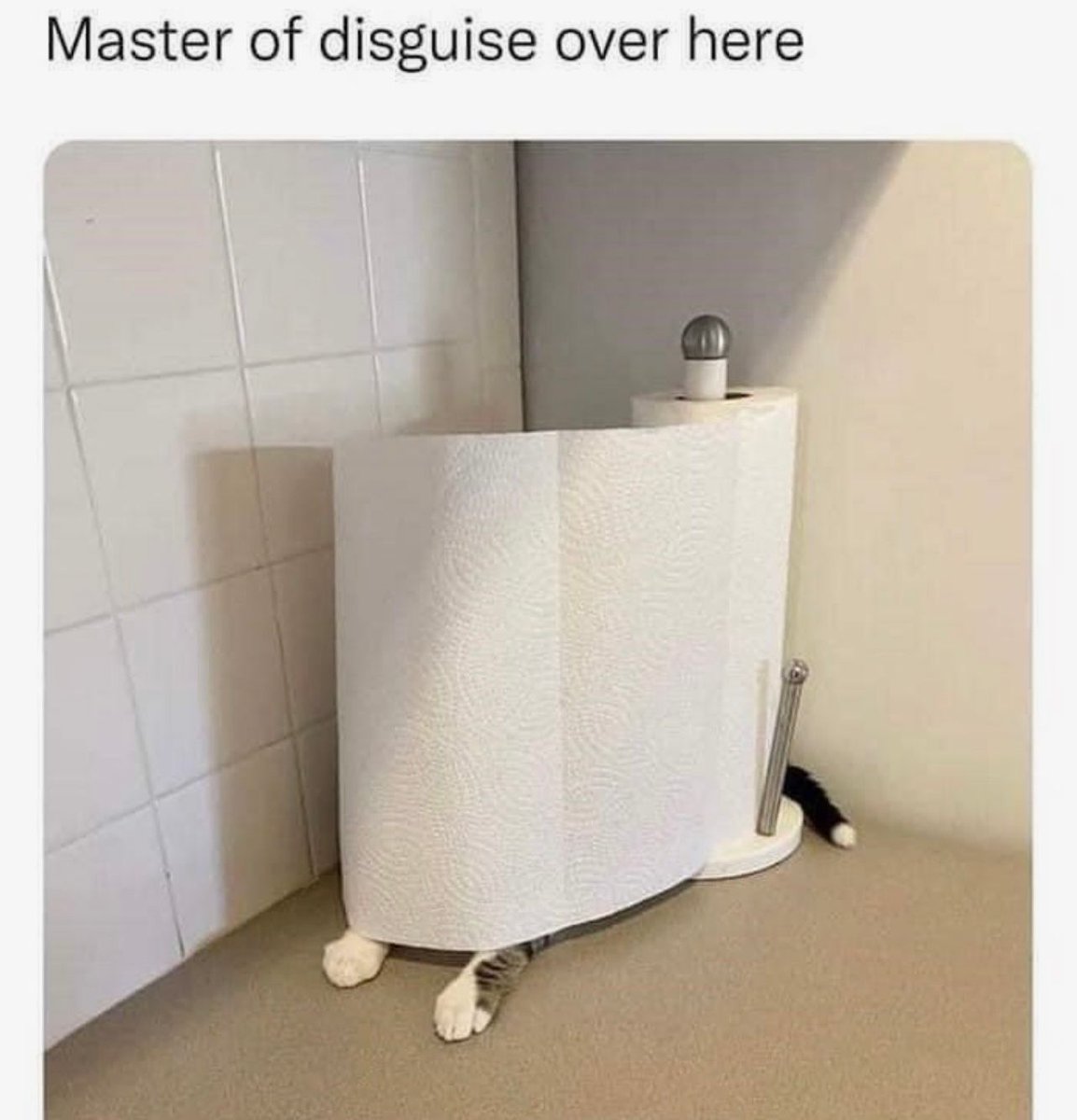 Posts Of Cats tweet media