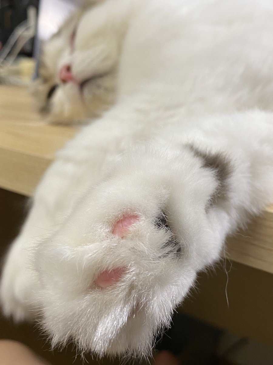 🆚肉球対決！！ノアちゃんはカットしないと・・・・嫌がるんで😂