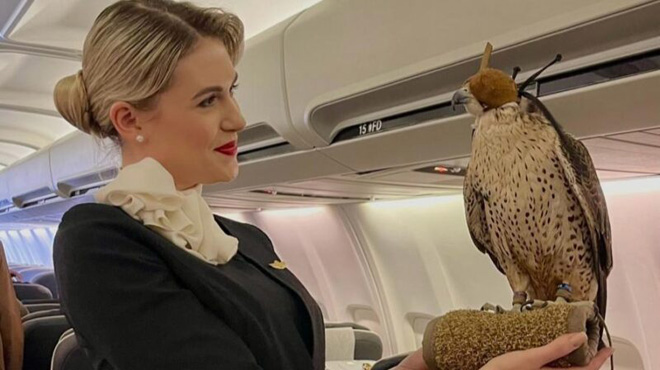 Airkule's tweet image. KlasJet, değeri milyon doları bulan şahinler ve egzotik evcil hayvanlar için özel jet hizmeti sunuyor...
airkule.com/haber/HAYVAN-T…
#Klasjet #AviaSolutionsGroup #cargo