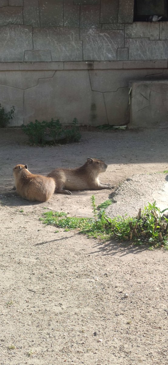 Seenpaii's tweet photo. @CAPYBARA_MAN Capy https://t.co/clXOPBuycD