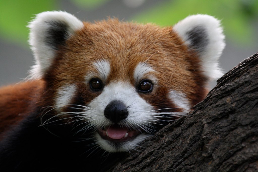 Red Panda Every Hour! (@redpandaeveryhr) on Twitter photo 