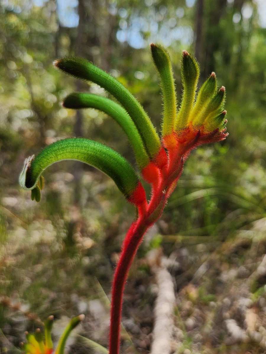 3-year postdoc position available in evolutionary genomics. Come join our 'Flower Power' team at Macquarie University in Sydney, Australia. We are using genomics, trait mapping & biochem to study flower colour in Anigozanthos. Message for details & apply: wd3.myworkday.com/mq/d/inst/1$99…