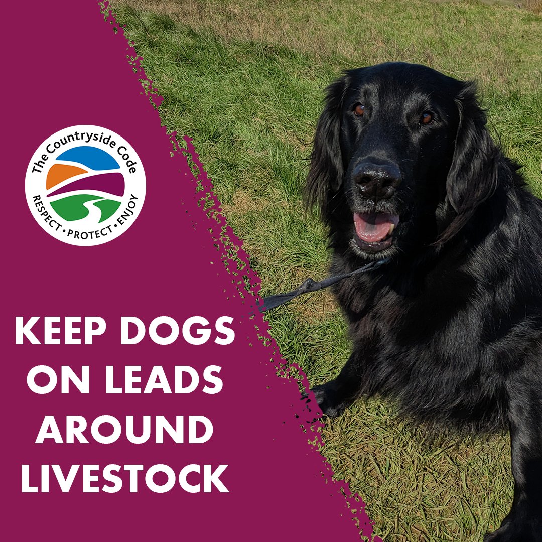 With spring and lambing season approaching it is extra important that dogs are kept on leads around livestock Respect wildlife and livestock by following the Countryside Code: 🐕 Keep dogs on leads and under control 💩 Dog poo - bag it, bin it! ⛔ Leave gates as you find them