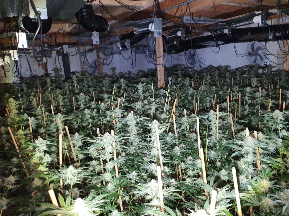 🪴 800 cannabis plants have been seized from an address in #Ferryhill. Officers executed the warrant at a property on Eldon Terrace yesterday morning. A man in his 30’s was arrested at the scene in connection with the find. Report drug activity here 👉tinyurl.com/mr2rkn38