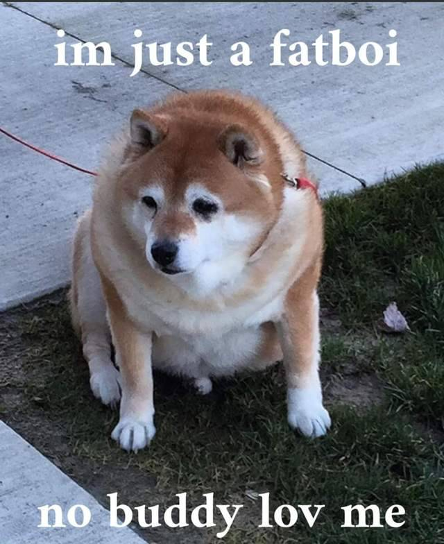 Chonk_Coin's tweet photo. Is it?

Chonkers! Show some love to $Chonk!

#SOLANA
$BONK
#X100MEME https://t.co/GfFtBfHl2E