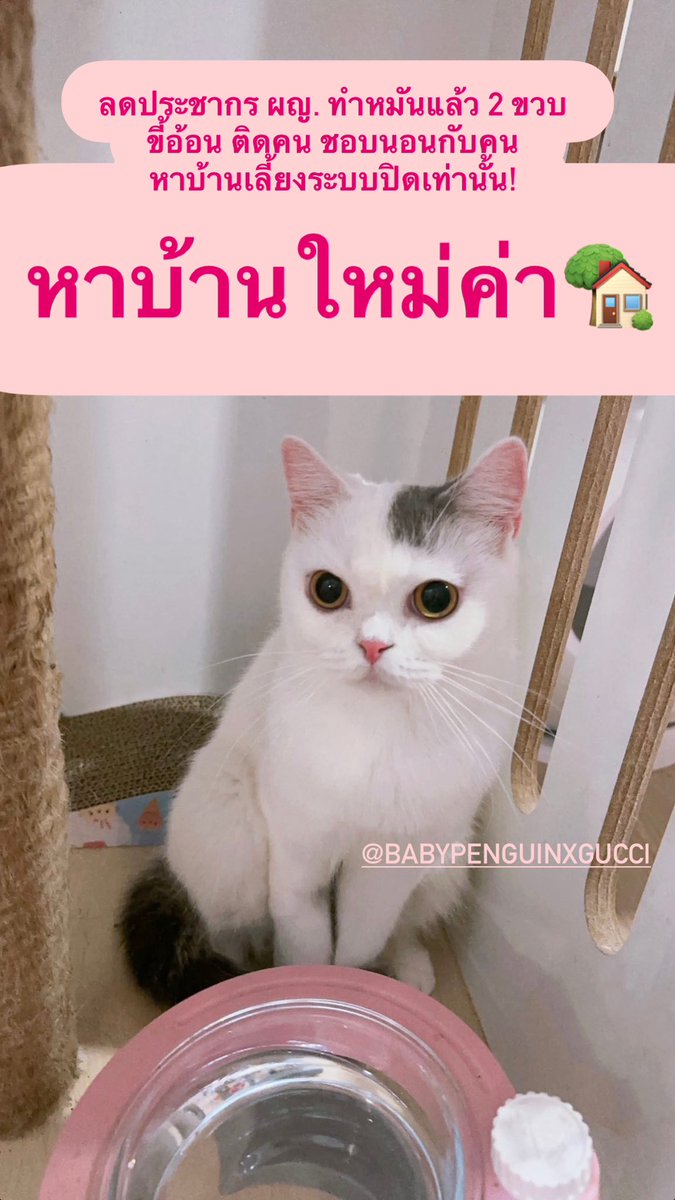 แคร์แบร์พร้อมส่ง Callsmebae.bear🇰🇷💜💖 tweet media