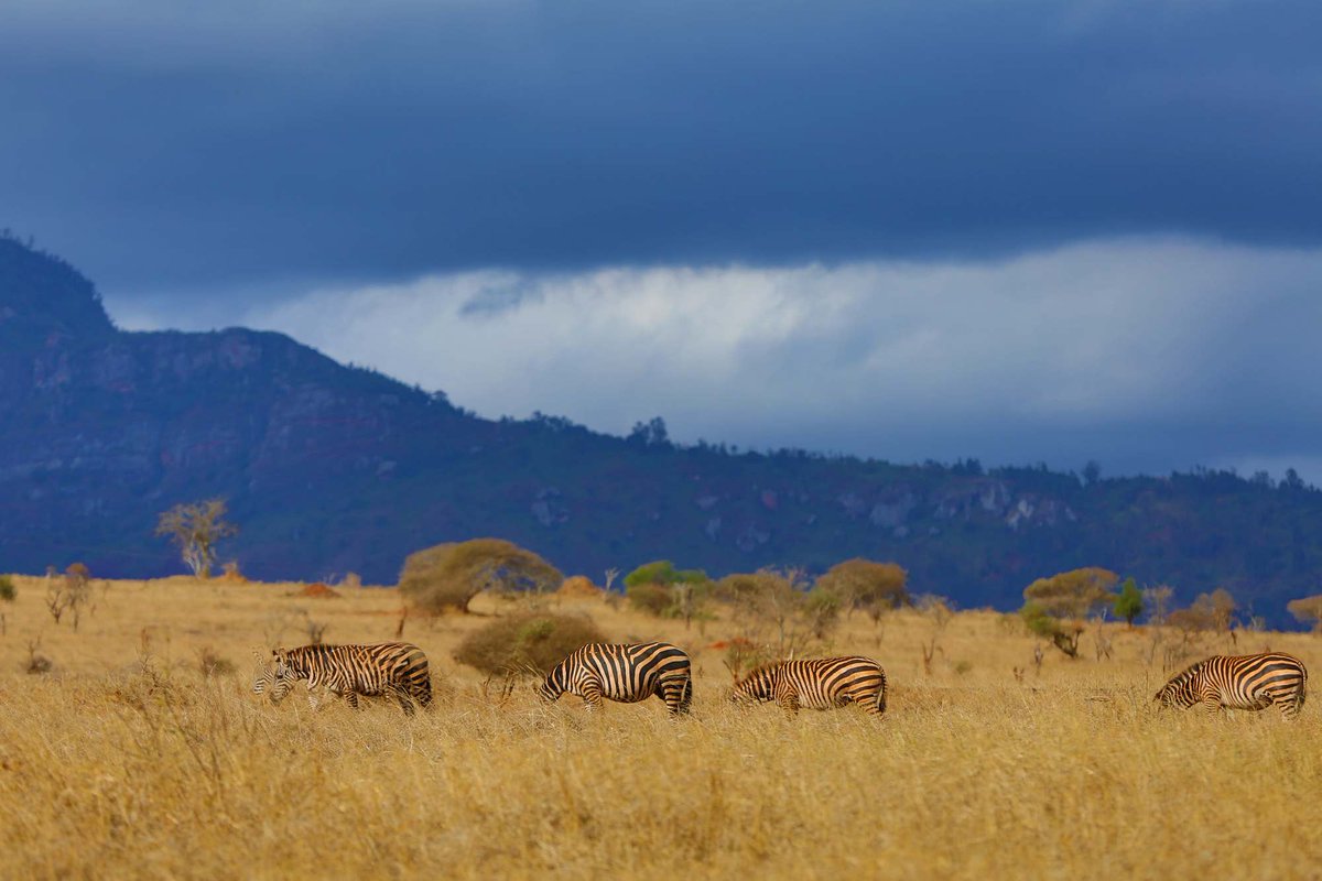 OtuSafaris's tweet photo. Uncover the well-hidden treasures of Tsavo at the Salt Lick Safari Lodge. 

SGR Package- (2 Nights) 

☑ Full board basis- KES 35,000 per person sharing 

To book; 

☎️📲 Call/ Whatsapp: 0722 353 884 or 

📩 Send us an email to: enquiries@otusafaris.com 

#tembeakenya https://t.co/In0EfOXFtC