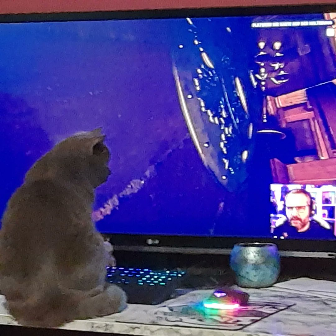 KittyVanCat's tweet photo. Noochie ist jetzt @Gronkh fan..xD 
Wie er ihn anhimmelt...xD https://t.co/YnDGtvXIx5