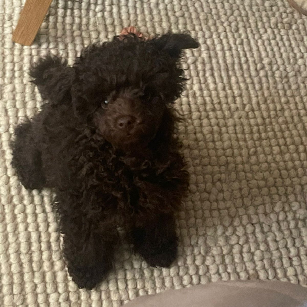 EricavonE's tweet image. i&apos;m puppy-sitting for my neighbors today and it&apos;s a polar vortex like storm outside and Teddy doesn&apos;t have a coat. Do i carve open my own body to give him warmth and shelter like Leo did with the bear in the Revenant/Han Solo with the Hoth animal in Star Wars? Y/N?