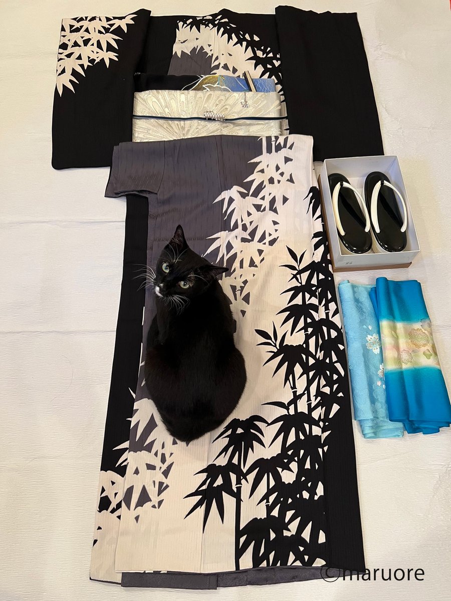 Maruore_comic's tweet photo. 【再掲】なんてすてきなお着物…？？？
@fuji_ayako @umetokoume1 @famostaff  

#漫画が読めるハッシュタグ 
#猫がいる幸せ 
#猫がいる生活 
#マルとオレオふたりはなかよし https://t.co/Z5ZbweMjK1