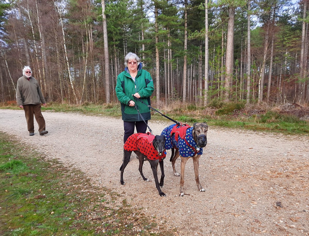 ForeverHoundsUK's tweet photo. Thank you to everyone who came along to our walk on the #SikaTrail in #WarehamForest #Dorset. The weather was kind, and we had a lovely turnout. Thanks to everyone's generosity, a total of £82 was raised! 🙏
Keep an eye on our website for future events. https://t.co/VFKPoWQpXa https://t.co/X2C8racs0m