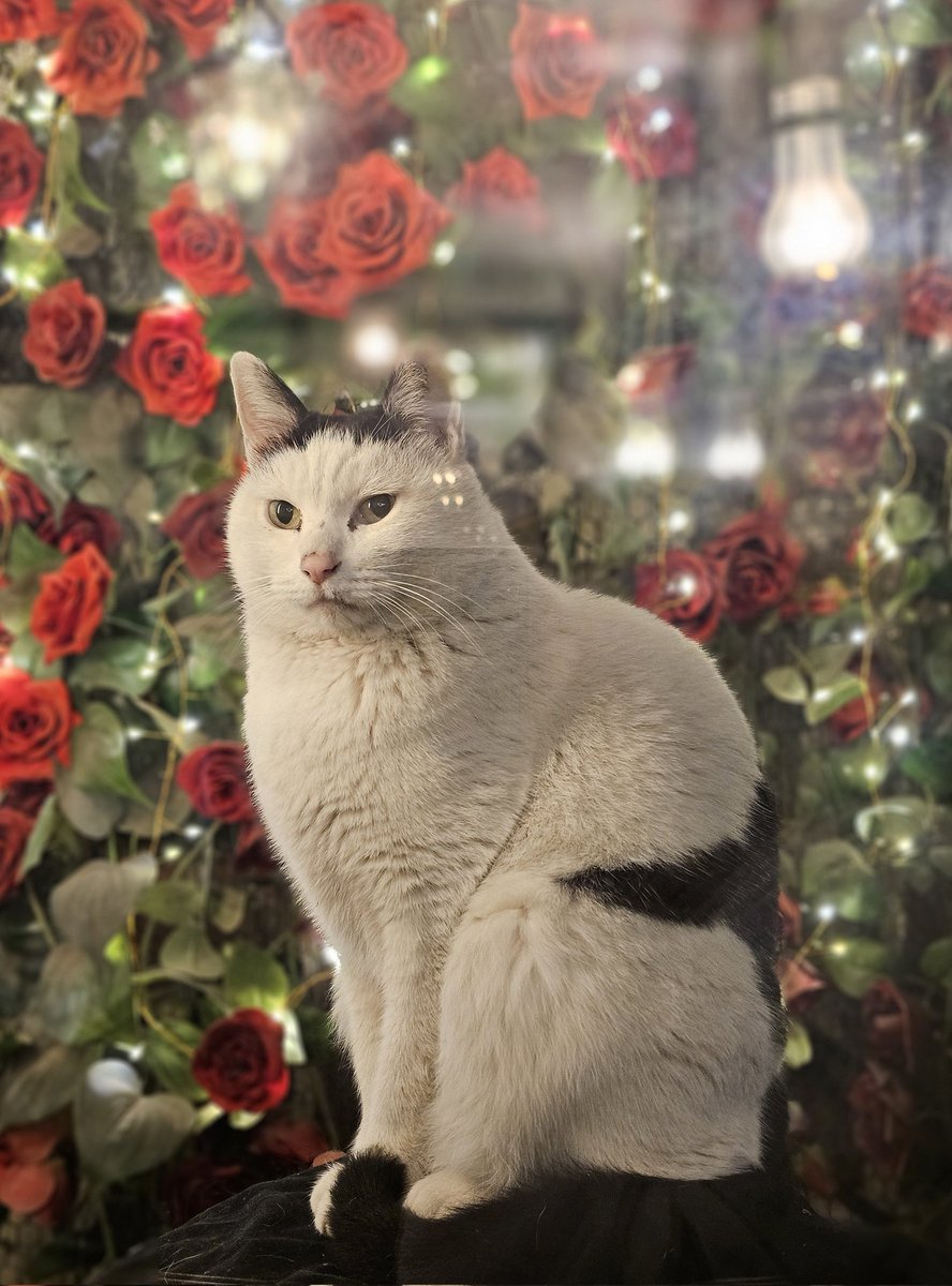 혜화 카페첫만남
에그푸딩+레몬푸딩+모카파운드

에그푸딩 개존맛이고 레몬푸딩은 별로..🥺 지만 고양이가 귀여워요
음료도 괜찮고 파운드도 괜찮아서 에그푸딩이랑해서 또 먹으러 갈긋
근데 우선 고양이 보러가고싶음🥹