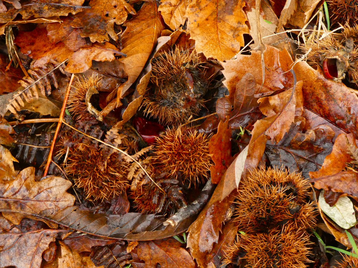 Golden brown 🧡🤎🧡 Some unusually warm January colour - fallen sweet chestnuts among oak leaves and bracken. Sweet chestnuts have been growing in the UK since at least the 12th century