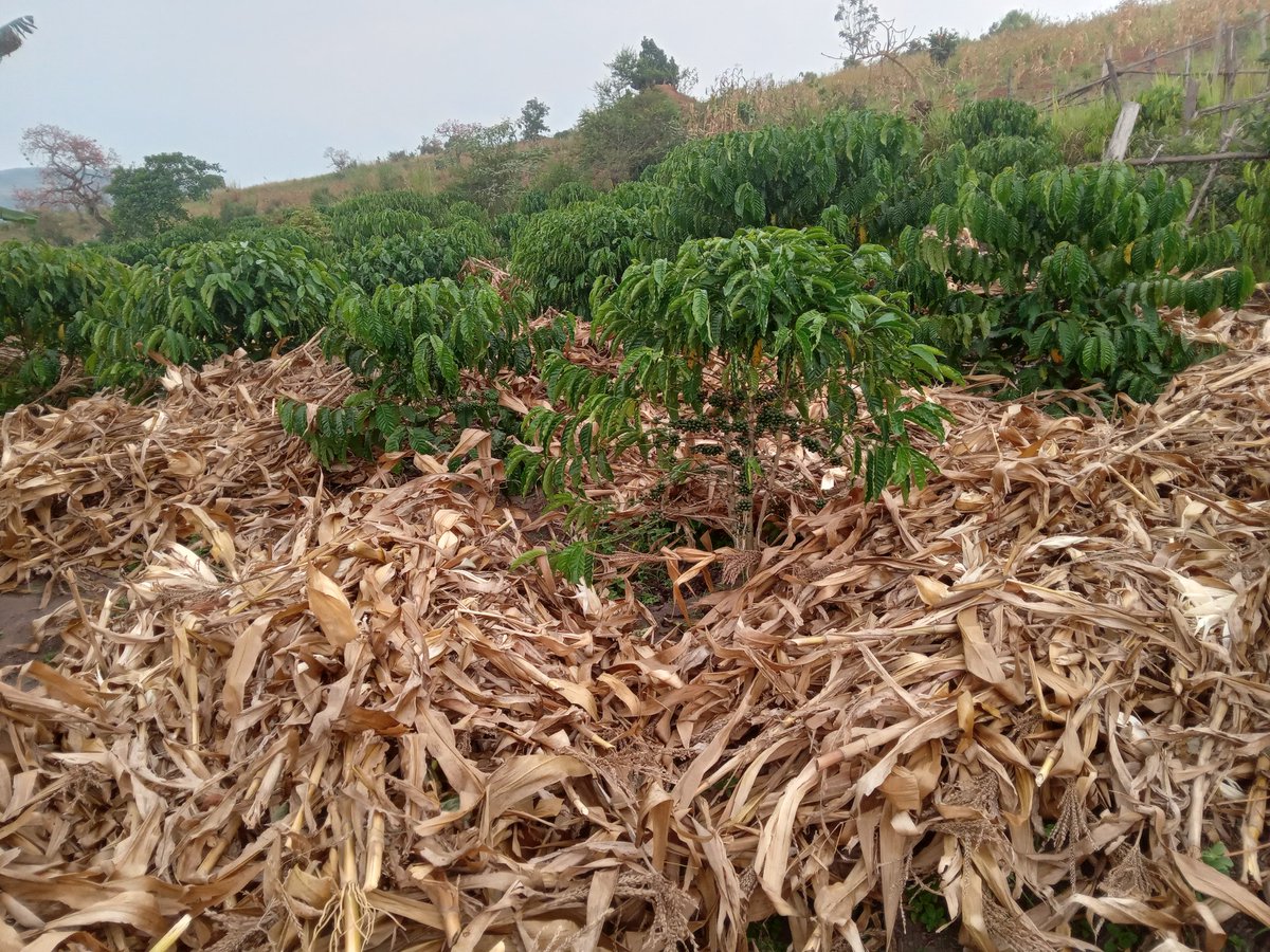 Taddewo W. Senyonyi (@taddewos) on Twitter photo Tip: Don't let maize stalks go to waste. They're a good mulching material. Don't burn them! Talk to your neighbours not to burn them. The results will be impressive. Organic farming taking shape <a href="/PearlFarmsUg/">Pearl Model Farm</a>. Tip: Don't let maize stalks go to waste. They're a good mulching material. Don't burn them! Talk to your neighbours not to burn them. The results will be impressive. Organic farming taking shape <a href="/PearlFarmsUg/">Pearl Model Farm</a>.