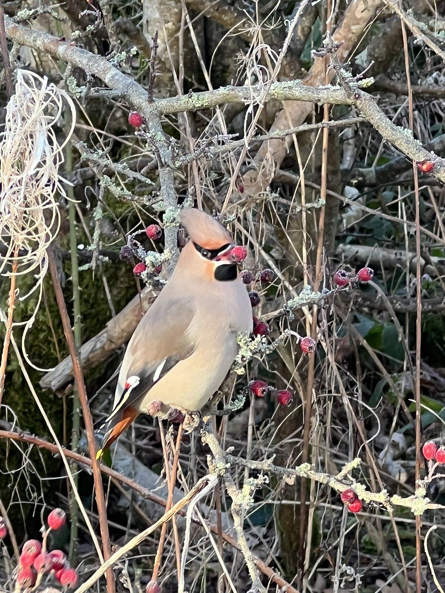 gazza_thered's tweet photo. Can’t believe I was able to get so close up to the waxwings this morning at @Hassopstation @bbcemt @ChrisGPackham https://t.co/xfBs6ej1ew