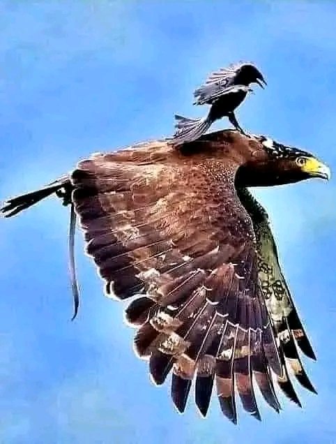 The only bird that dares to peck an eagle is the raven. It sits on the eagle's back and bites its neck. However, the eagle doesn't respond or fight with it .Rather, it just opens its wings and begins to fly higher in the sky. The higher the flight, the harder it is for the raven