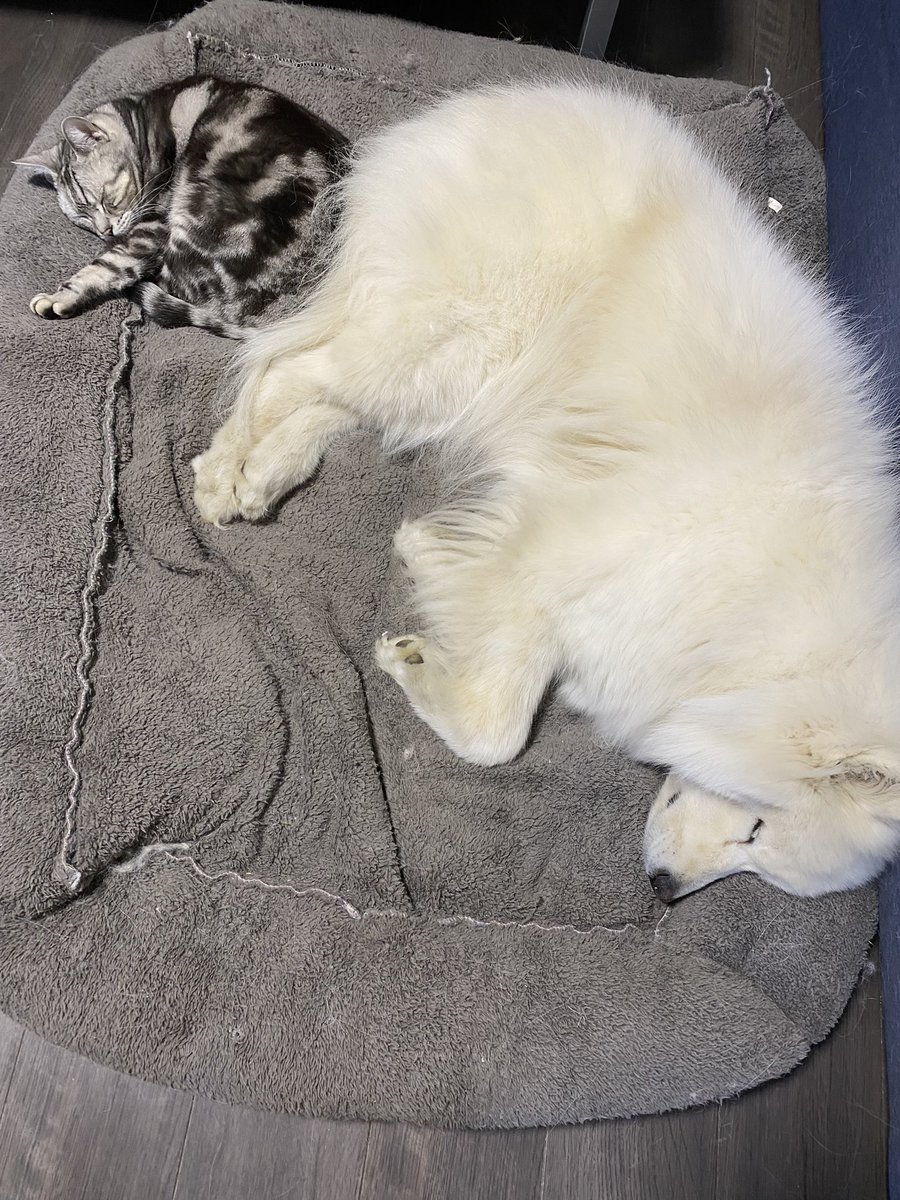 ピース@サモエド (@peace_samoyed) / Posts / X