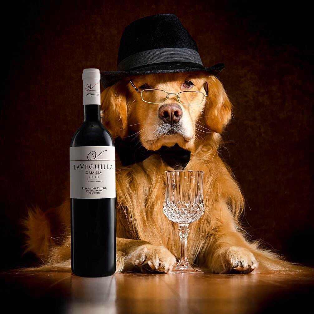 La tradición hispana y nuestra parte animal, celebran hoy a #SanAntón, patrón de los animales, que marca una inflexión en el santoral, en el invierno y en el calendario recién estrenado…”Por San Antón, Carnestolendas son" y "en llegando San Antón,ninguna niebla llega a las dos"