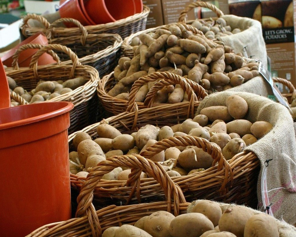 Good news, it’s time to start getting excited about spuds! Everyone can grow them these days, even if you only have a small urban balcony or patio. Find out more on our website gca.org.uk/growing-potato…