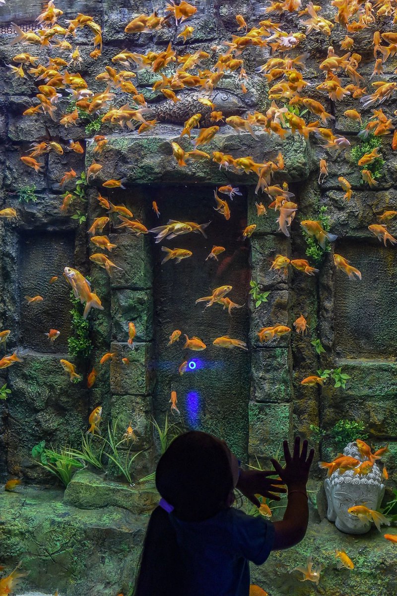 InfoGujcost's tweet photo. Thrilled to witness the inauguration of State S&T Conclave @iisfest by Dr. Jitendra Singh, Hon'ble Union MoS for #Science & #Technology. 

His call for #sciencepromotion echoes #Gujarat's success.

The #AquaticGallery @GujScienceCity is a testament to the wonders of #science, providing a vibrant space for exploration.
@IndiaDST @PrinSciAdvOff @DrJitendraSingh @PMOIndia