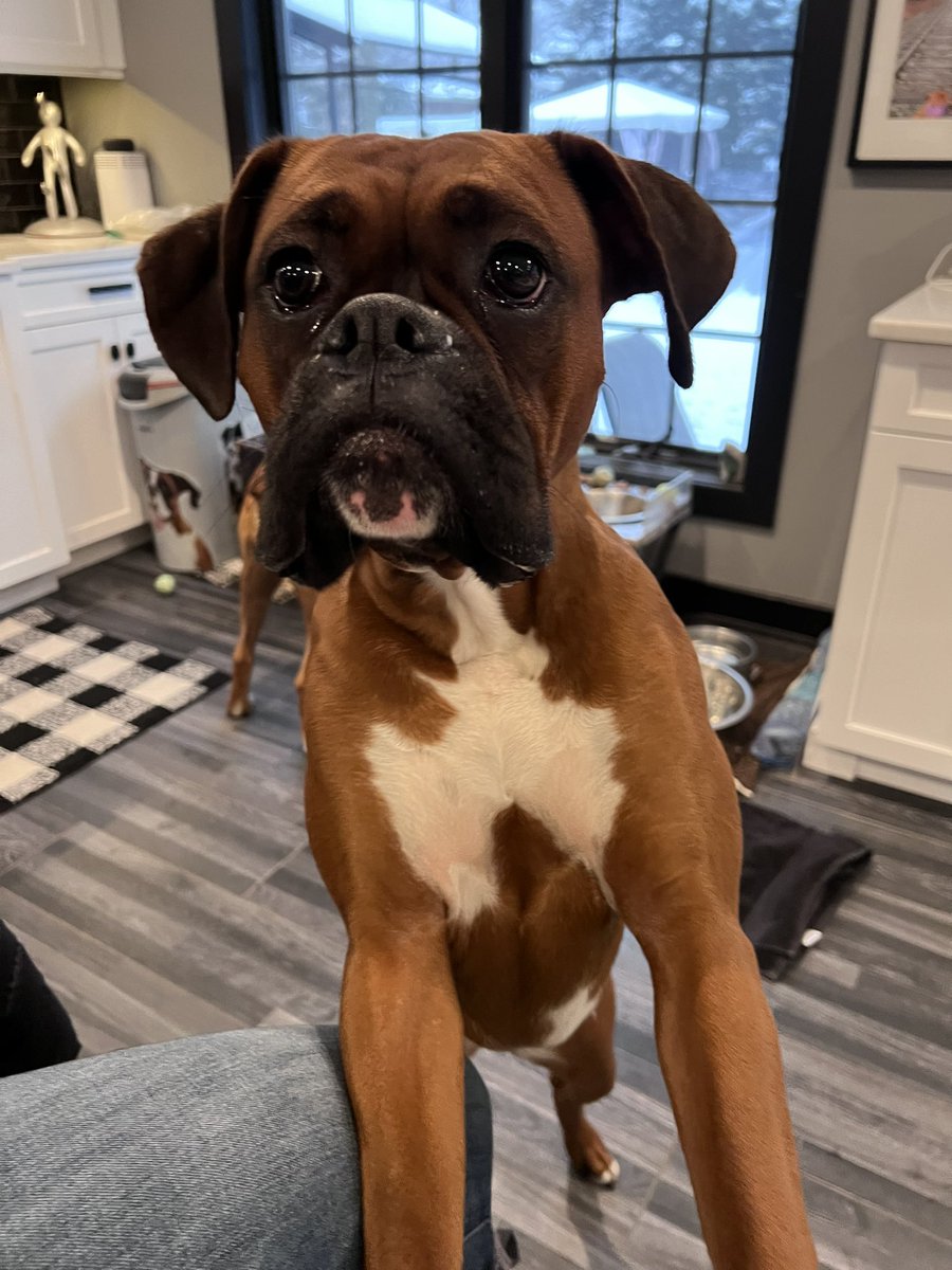 Amy’s Boxer Dogs tweet media