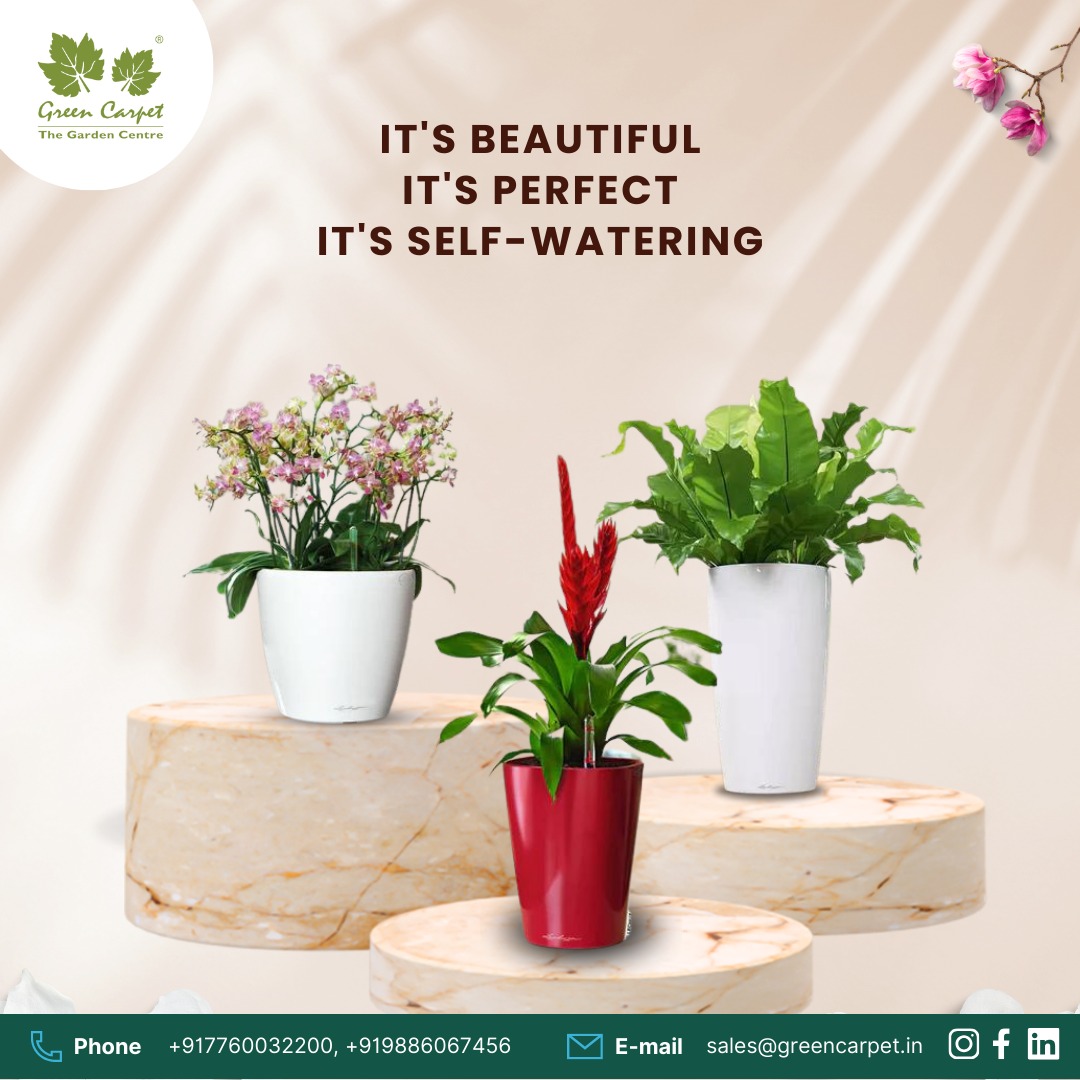 Beauty meets perfection in your space! Introducing the ideal solution for hassle-free plant care - our self-watering planters. 🌿✨

#greencarpet #planter #plantersindia #selfwateringplants #selfwatering #easycareplants #indoorplants #interiordesign #homedecor #bangaloreplanter