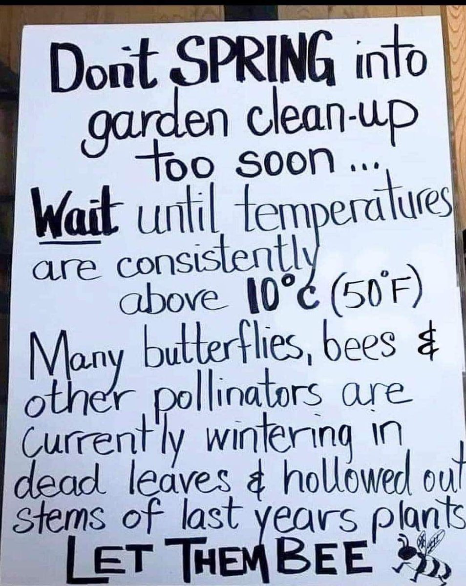 #inthegarden #winter #bees #butterflies #letthembee