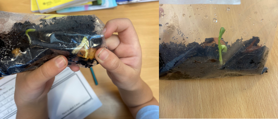Dolphins have planted a seed in a bag each to watch it grow for our Plants vs Humans Topic. Today we were very excited to discover that some of them have started to grow! We can see some shoots and roots starting to appear!