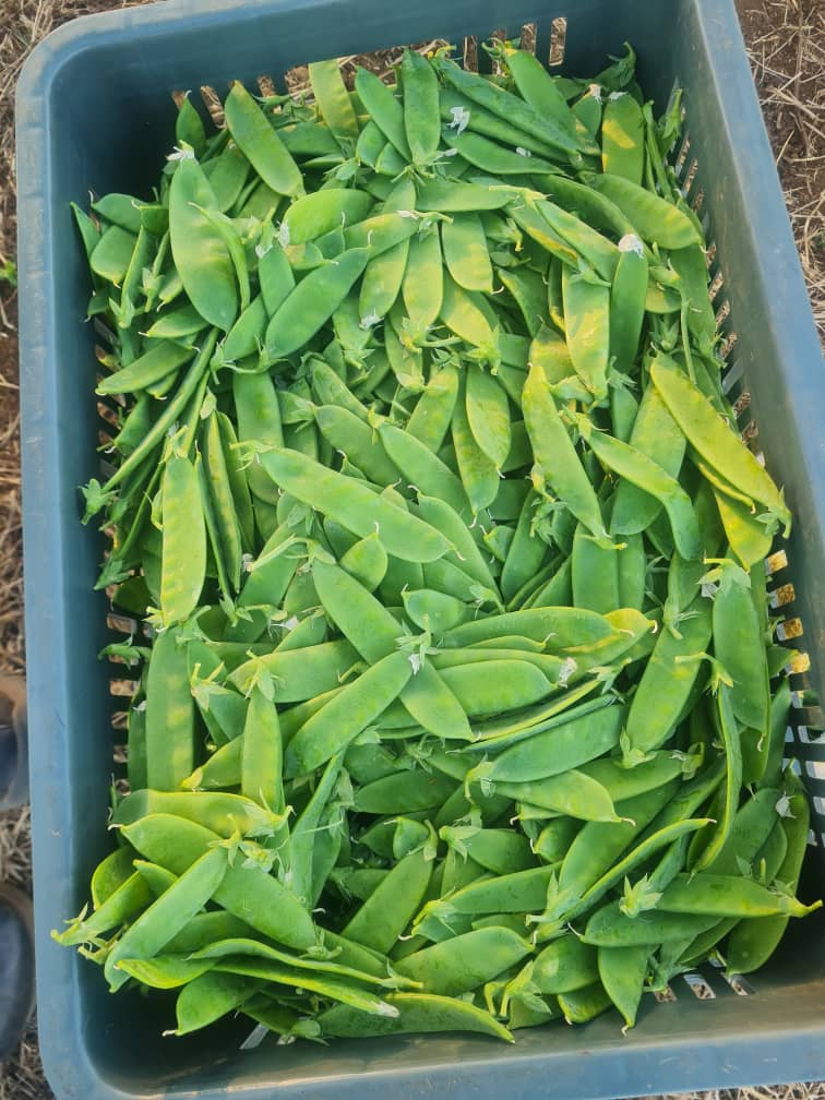 Afrofresh Trading tweet media