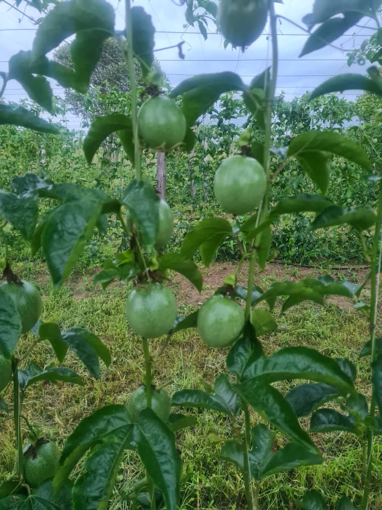 Afrofresh Trading tweet media