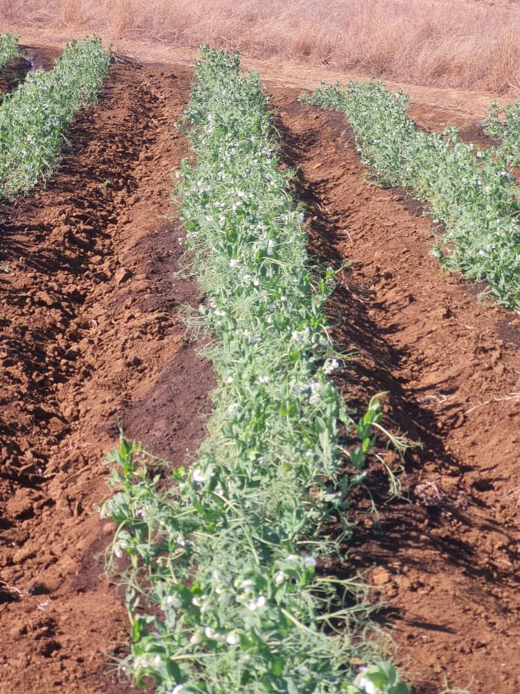 Afrofresh Trading tweet media