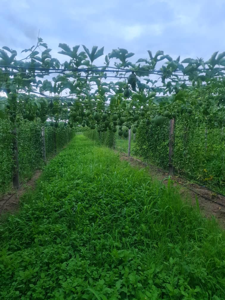 Afrofresh Trading tweet media