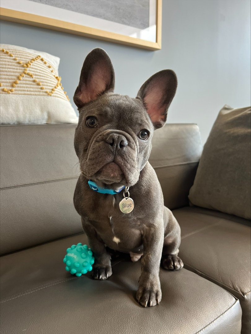 We changed the meaning of "Blue Monday" this week with a visit from Blue the French Bulldog! He had a ruff day around the office getting cuddles, ear scratches, and providing entertainment! #officedog #meltingthebluesaway